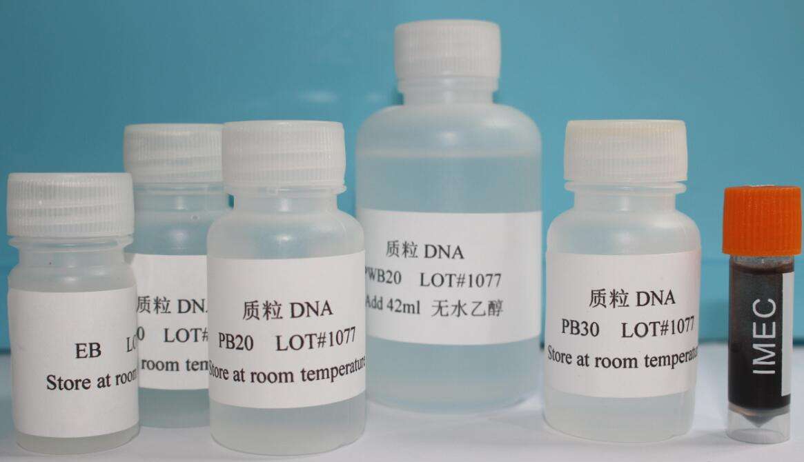 质粒提取磁珠试剂盒