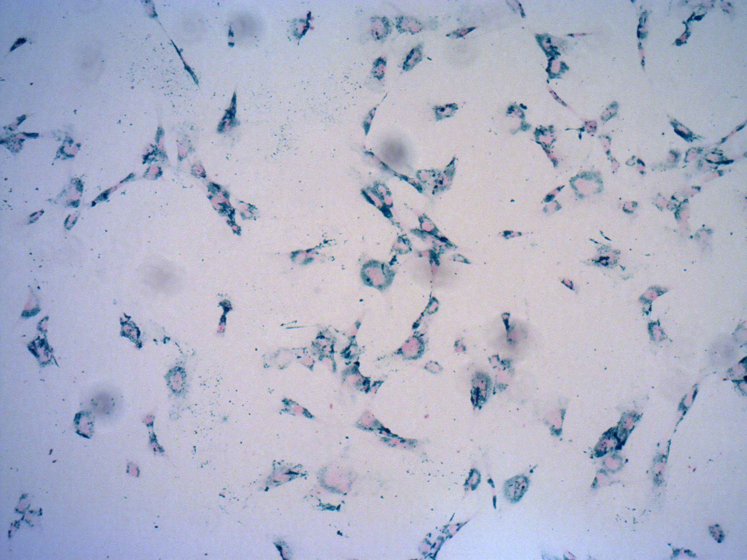 功能化磁性纳米材料